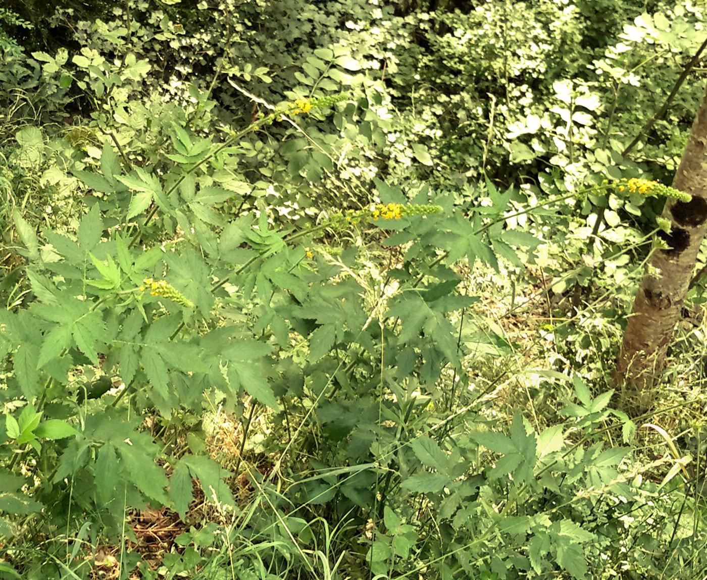 Agrimony, Fragrant plant